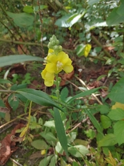 Verbascum thapsus crassifolium