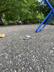 Columba livia domestica