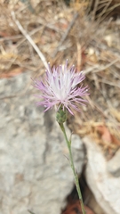 Mantisalca salmantica