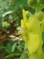 Verbascum thapsus crassifolium