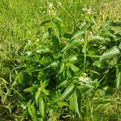 Vincetoxicum hirundinaria