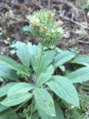 Phacelia egena