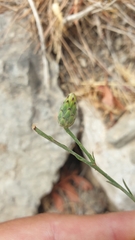 Mantisalca salmantica