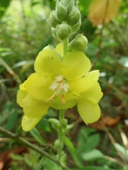 Verbascum thapsus crassifolium
