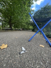 Columba livia domestica