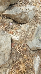 Mantisalca salmantica