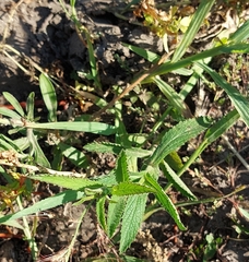 Verbena bonariensis