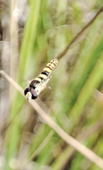 Sphaerophoria scripta