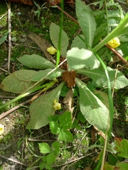 Verbascum thapsus crassifolium