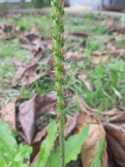 Plantago australis