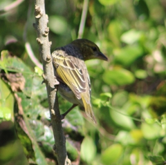 Ploceus cucullatus