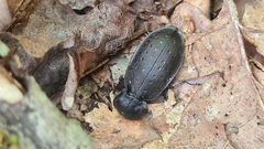 Carabus hortensis