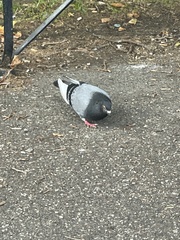 Columba livia domestica