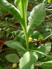 Verbascum thapsus crassifolium