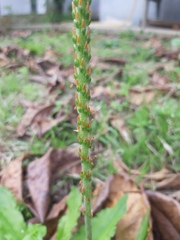 Plantago australis