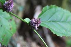 Veronicastrum axillare