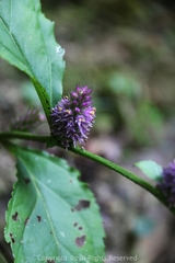 Veronicastrum axillare