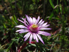 Lampranthus scaber