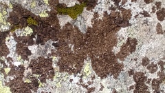 Umbilicaria