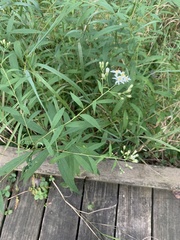 Doellingeria umbellata