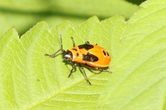 Lygaeus turcicus