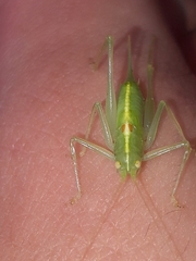 Meconema meridionale