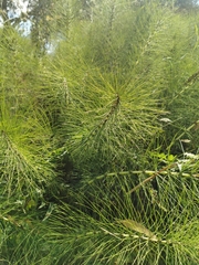 Equisetum telmateia telmateia