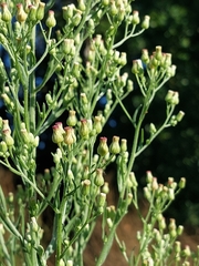 Erigeron sumatrensis