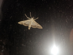 Cydalima perspectalis