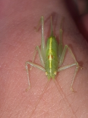 Meconema meridionale