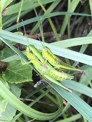 Euthystira brachyptera