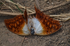 Charaxes varanes