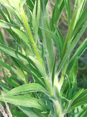 Erigeron sumatrensis