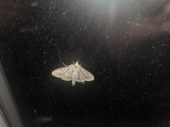 Cydalima perspectalis