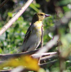 Ploceus cucullatus