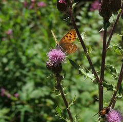 Lycaena virgaureae