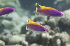 Mirolabrichthys evansi
