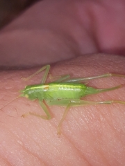 Meconema meridionale