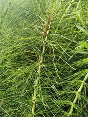 Equisetum telmateia telmateia