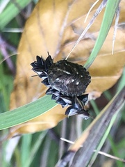 Eurygaster testudinaria