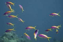 Mirolabrichthys evansi