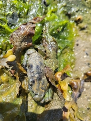 Carcinus maenas