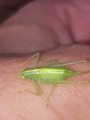 Meconema meridionale