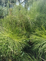 Equisetum telmateia telmateia