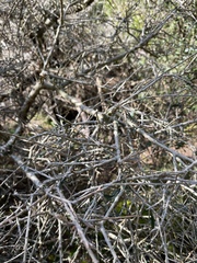 Melicytus angustifolius