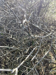 Melicytus angustifolius