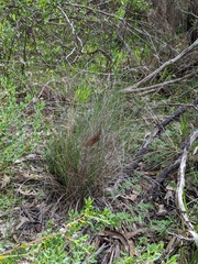 Amphipogon