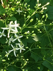 Clematis flammula