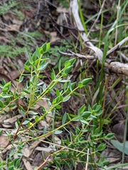 Pimelea glauca