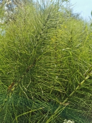 Equisetum telmateia telmateia